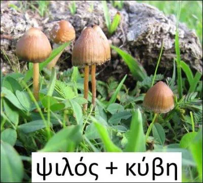 Il s'agit d'un champignon « à tête nue ». Son nom est formé de deux mots grecs, le premier signifiant « lisse, dénudé » et le second « tête ». Si vous en consommez, vous risquez fort de perdre la vôtre...