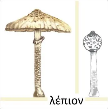 Ce champignon tire son nom d'un mot grec signifiant « petite écaille ».