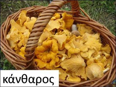 L'origine du nom de ce champignon réside dans un mot grec qui désigne une coupe à boire. Il a ensuite été latinisé puis on y a ajouté un diminutif latin.