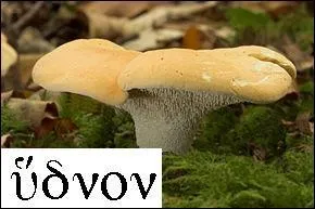 Voici le pied-de-mouton, nommé ainsi car les pieds des moutons sont bosselés, comme ce champignon. L'image est la même en grec, puisque l'autre nom du pied-de-mouton désigne en grec un tubercule.