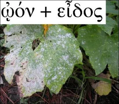 Quel champignon minuscule présente une « forme d'uf » et provoque des ravages dans les jardins ?