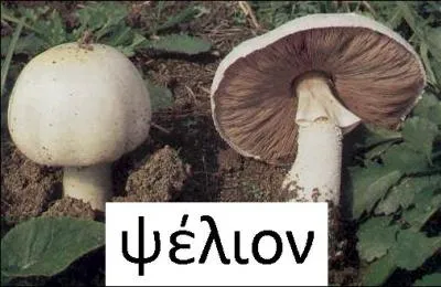 Un anneau entoure le pied de ce champignon, tel un « bracelet » grec.