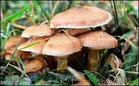 Dans la forêt, nous pouvons ramasser des « champignons » . Comment traduisez-vous ce mot ?