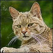 La femelle élève-t-elle ses petits toute seule ?