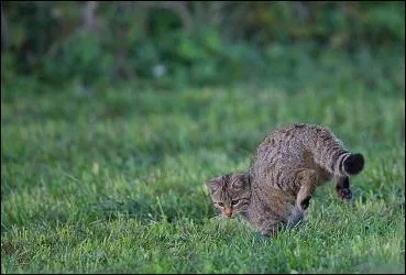 Le chat forestier est un animal qui vit :