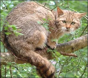 À quel âge le chat forestier atteint-il sa maturité sexuelle ?