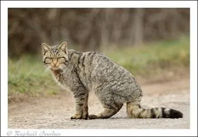 Mangent-ils les petits mammifères ?
