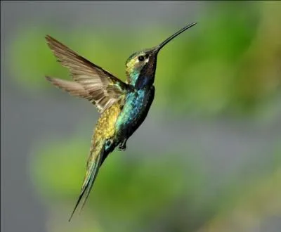 Jusqu'à combien de fois le colibri peut-il battre des ailes chaque seconde ?
