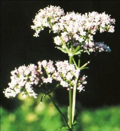 Jeune homme qui était choisi par une jeune fille, le dimanche des brandons, et qui était tenu de lui offrir des présents :