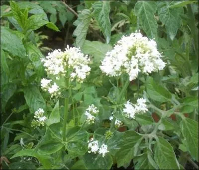 Variété d'orange d'une province d'Espagne :
