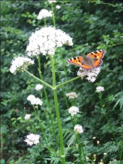 Médecine. Qualifie un membre dévié vers l'extérieur, contraire de "varus" :