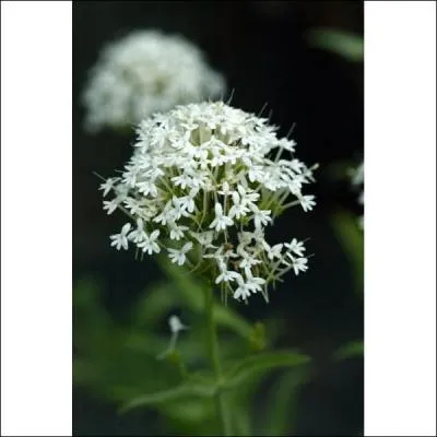 Dépression allongée, plus ou moins évasée, façonnée par un cours d'eau ou un glacier :