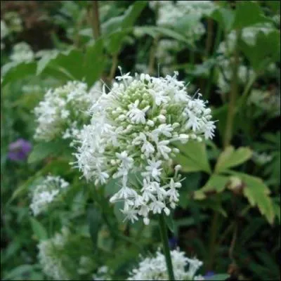 Familièrement, une chute :