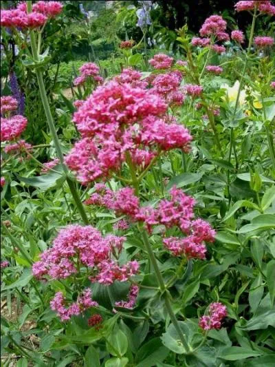 Fromage de chèvre, en forme de pyramide tronquée, fabriqué dans le Berry :