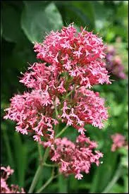 En parlant d'une personne, en bonne santé, bien portant :