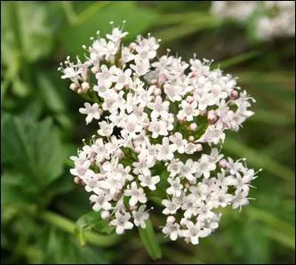 Figure du jeu de cartes :