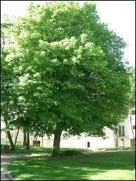 Le tilleul attire les abeilles avec quel parfum ?