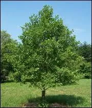 Les fruits de l'aulne noir passent la majeure partie de l'hiver ...