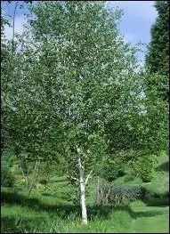 Le bouleau est facilement reconnaissable grâce à ...