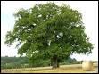 Cet arbre feuillu peut vivre plus de mille ans et les animaux sauvages aiment ses fruits.