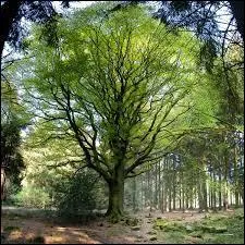 Quand le hêtre est en compagnie de beaucoup d'autres hêtres, sa couronne est plus petite. Mais quelle est la couleur de son tronc ?