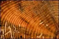 Comment s'appellent les anneaux des arbres qui servent à compter leur 
âge. On les distingue bien sur les résineux.