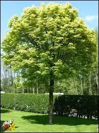 En automne, les feuilles d'érable ont de magnifiques couleurs.
Comment s'appellent les fruits ?