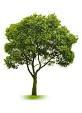 Quiz Arbres