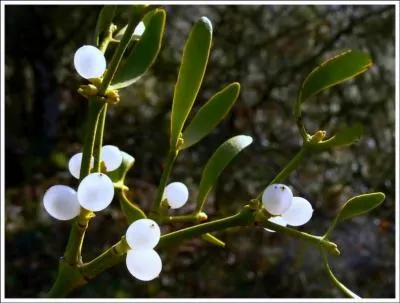 Pour avorter une reine, il faut...