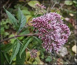 Quelqu'un s'est fait mordre par un serpent, que lui donnes-tu ?