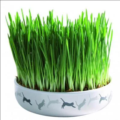 Il y a une épidémie de mal vert dans ton camp, que donnes-tu aux malades ?