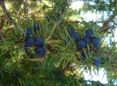 Un chat est à bout de force, que lui donnes-tu ?