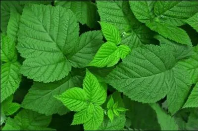 Une reine met bas. Pour éviter l'hémorragie, tu lui donnes...