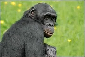 Traduisez « le singe » en allemand.