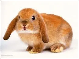 « Le lapin » se dit...