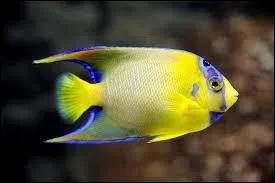 Comment traduit-on « le poisson » en allemand ?