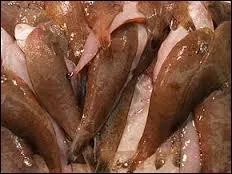 Comment ce poisson s'appelle-t-il ?