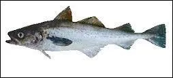 Allez-vous trouver le nom de ce poisson ?