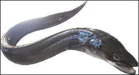 Celui-ci est un prédateur nocturne. Qui est-il ?