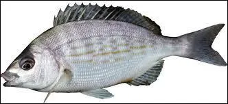 Pour clôturer cette journée, je pêche une...