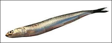 Je vais pouvoir le mettre dans ma pizza celui-là, je sens que je vais me régaler. MIAM ! Quel est son nom ?