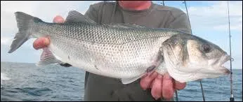 Mon vieil ami vient de pêcher un...