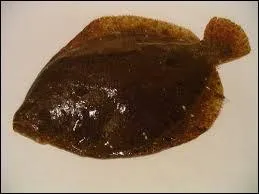 Trouvez moi le nom de ce poisson !