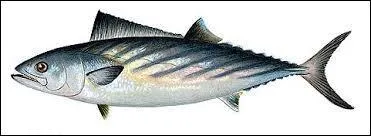 Ce poisson se nourrit de sardines et de mulets. Je ne sais plus son nom. Mélanie me dit que c'est un...