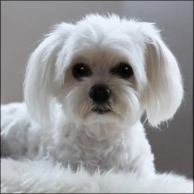 Reconnais-tu ce chien ?