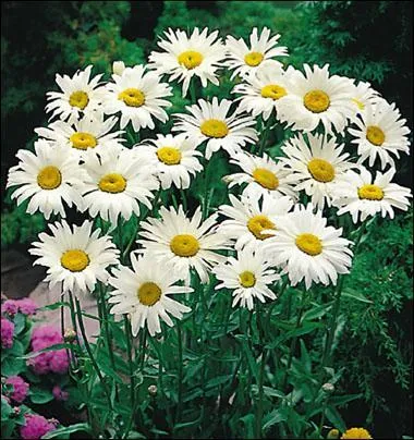 Reconnais-tu ces fleurs ?