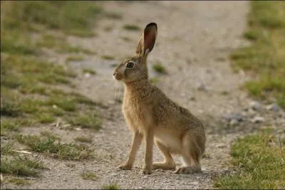 Quel est cet animal ?