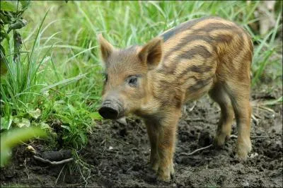 Comment s'appelle le petit du sanglier ?