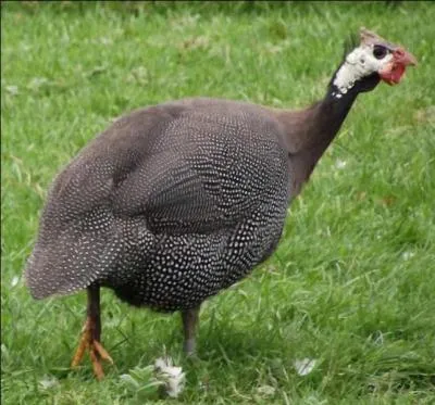 Quel est cet animal ?