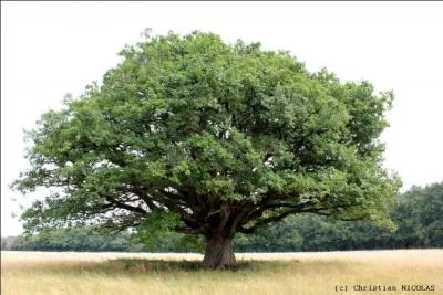 Quel est cet arbre ?